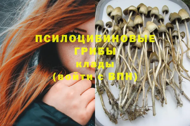 наркота  Барабинск  Псилоцибиновые грибы Magic Shrooms 